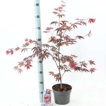 Acer palmatum 'Trompenburg'