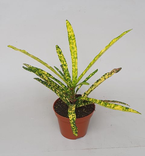 Codiaeum variegatum 'Gold Star'