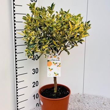 x Citrofortunella microcarpa