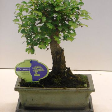 Zelkova serrata
