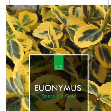 Euonymus fortunei 'Emerald 'n' Gold'