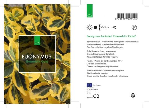 Euonymus fortunei 'Emerald 'n' Gold'