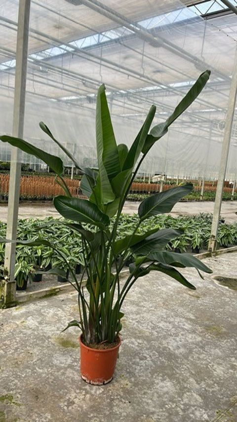 Strelitzia nicolai