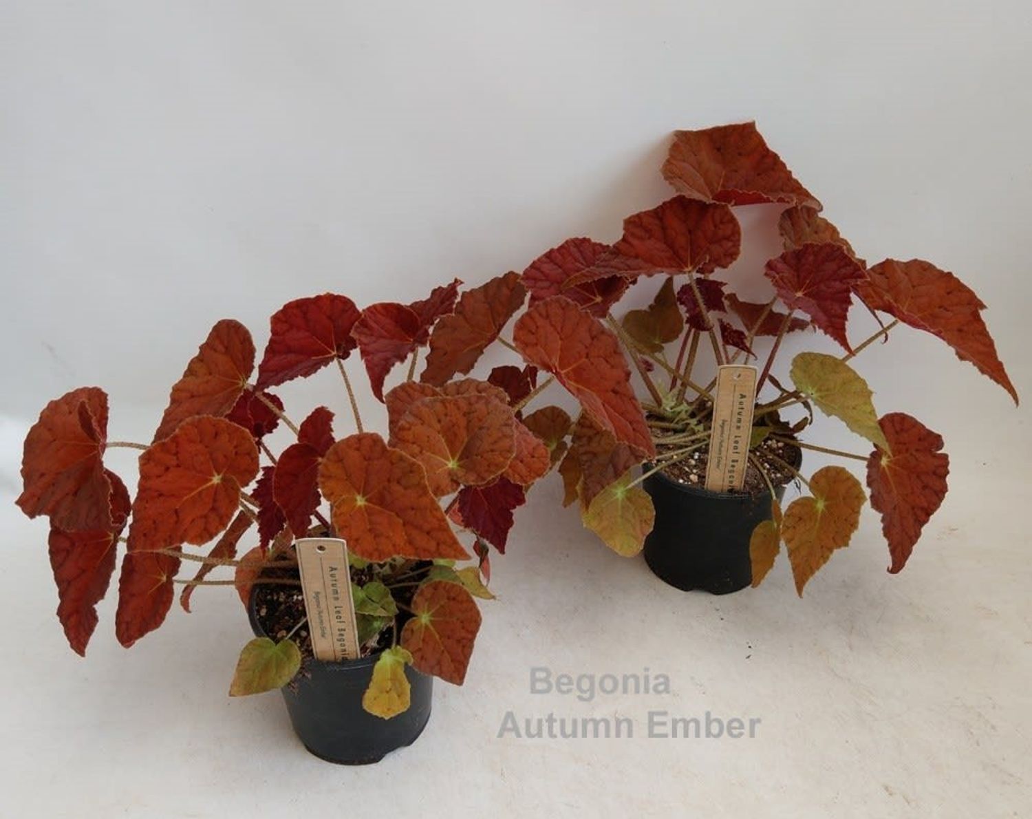 Begonia Autumn Ember P14 Cm H25 Cm Plant Wholesale Floraccess