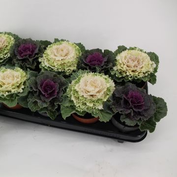 Brassica oleracea MIX