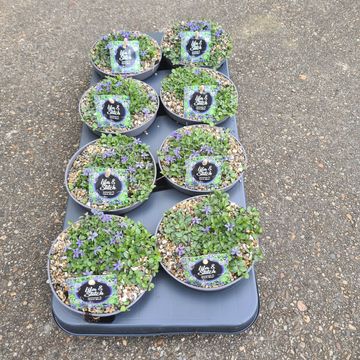 Isotoma fluviatilis 'Dark Blue'