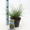 Pennisetum alopecuroides 'Little Bunny'