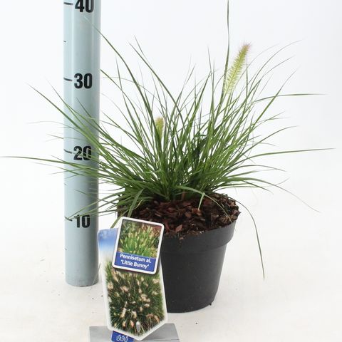 Pennisetum alopecuroides 'Little Bunny'