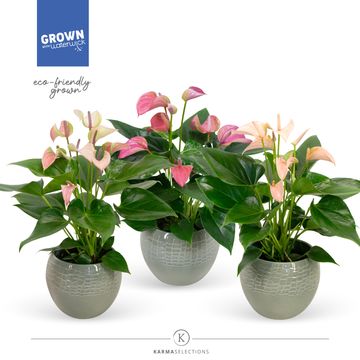 Anthurium MIX