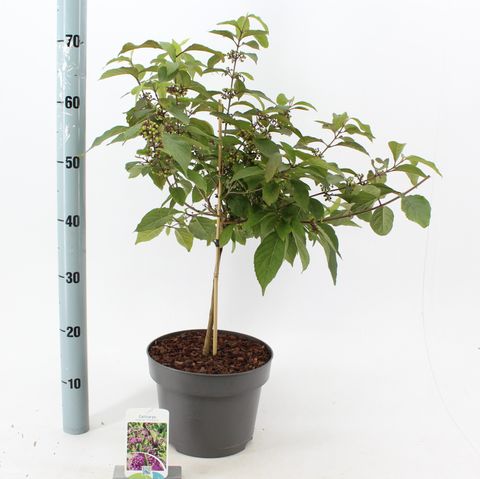 Callicarpa bodinieri 'Profusion'