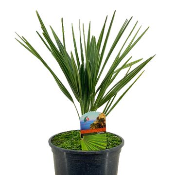 Chamaerops humilis Chamaerops humilis