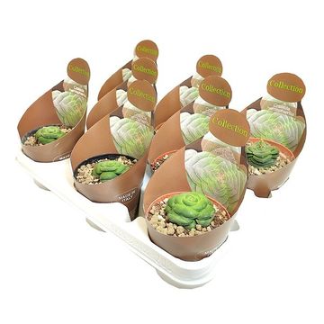 Crassula hemisphaerica