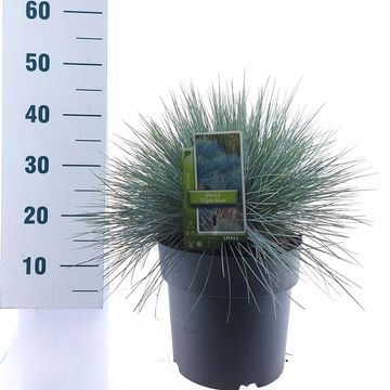 Festuca glauca 'Elijah Blue'