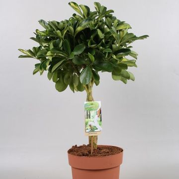 Schefflera arboricola 'Gold Capella'