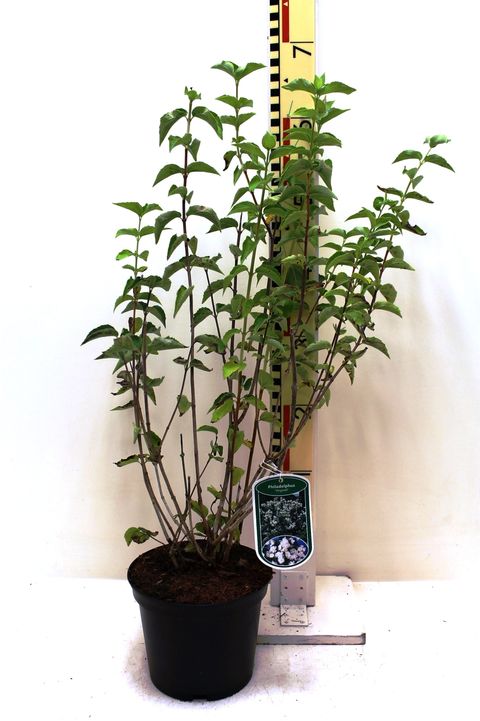 Philadelphus 'Virginal'