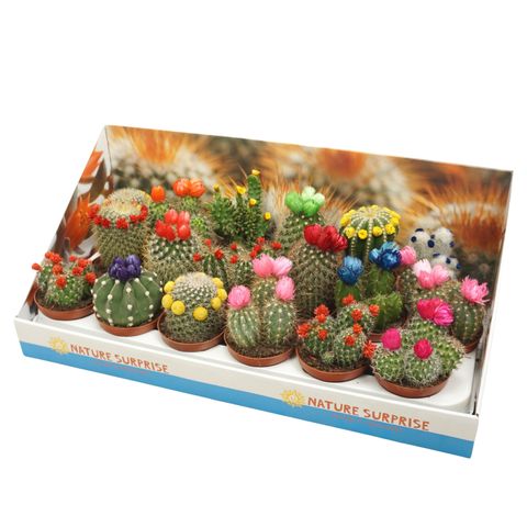 Cactus MIX