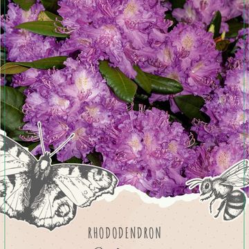 Rhododendron 'Alfred'