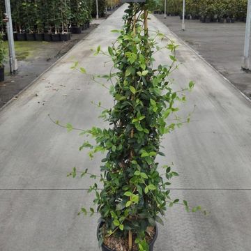 Trachelospermum jasminoides