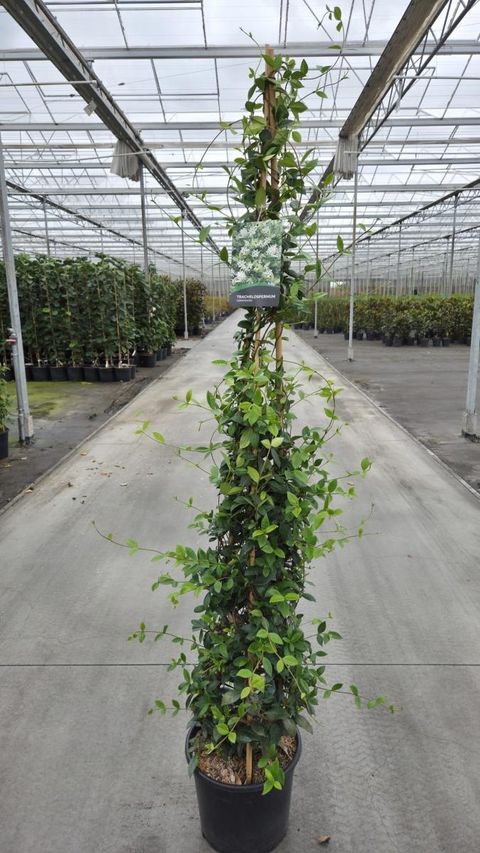 Trachelospermum jasminoides