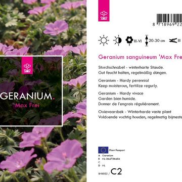 Geranium sanguineum 'Max Frei'