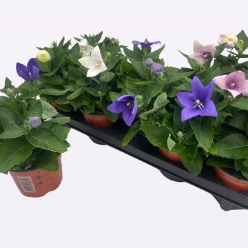 Platycodon grandiflorus POP STAR MIX