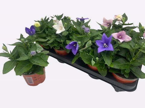 Platycodon grandiflorus POP STAR MIX