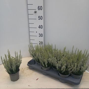 Calluna vulgaris BEAUTY LADIES VERENKA