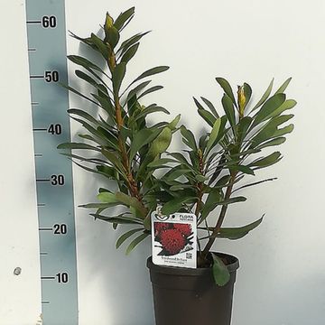 Telopea 'Braidwood Brilliant'