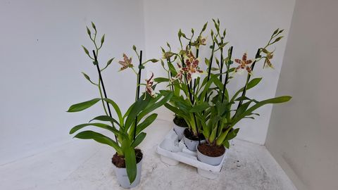 x Aliceara  ANTHURA RENAISSANCE WHITE