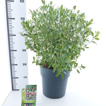 Salvia greggii 'Cherry Lips'