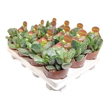 Adromischus cooperi