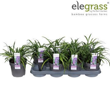 Liriope muscari 'Royal Purple'