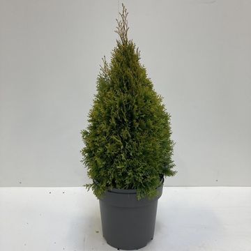 Thuja occidentalis GOLDEN SMARAGD