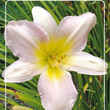 Hemerocallis 'Catherine Woodbury'