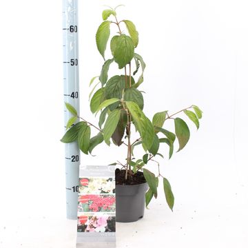 Viburnum plicatum KILIMANDJARO SUNRISE