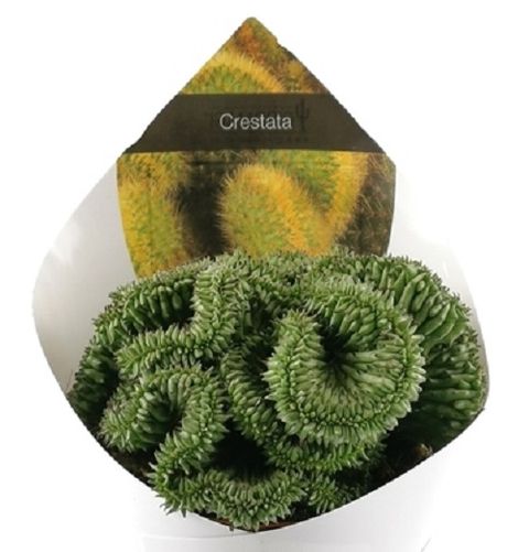 Euphorbia horrida cristata