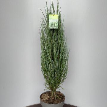 Джуниперус scopulorum 'Блю Эрроу'