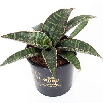 Sansevieria 'Star Tabby Green'