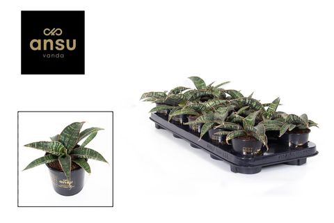 Sansevieria 'Star Tabby Green'