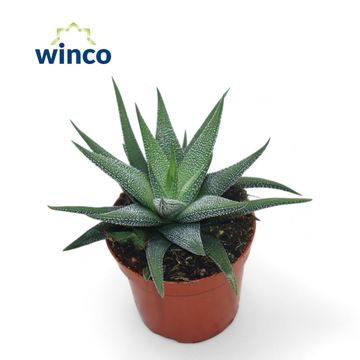 Haworthia fasciata 'Concolor'