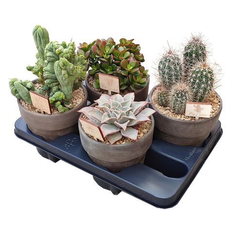 Cactus / Succulents MIX