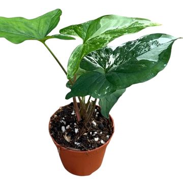 Syngonium podophyllum 'Albo Variegatum'
