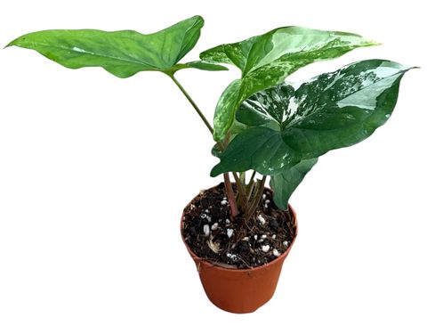 Syngonium podophyllum 'Albo Variegatum'