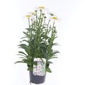 Leucanthemum OOH LA LABLANCHE