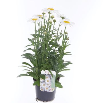 Leucanthemum OOH LA LABLANCHE