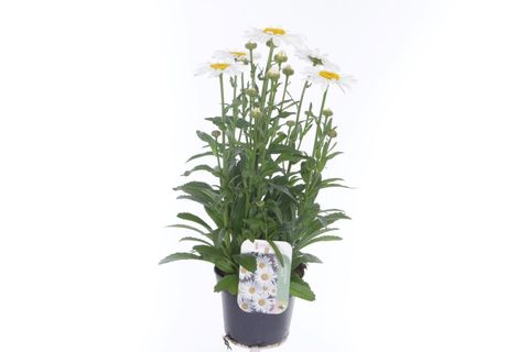 Leucanthemum OOH LA LABLANCHE