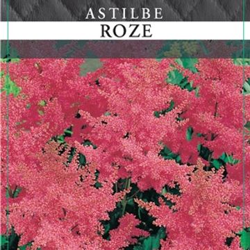 Astilbe MIX