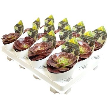 Aeonium arboreum 'Atropurpureum'