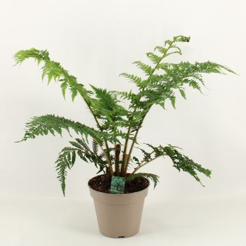 Cyathea australis