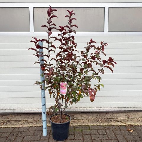 Malus 'Veitch's Scarlet'